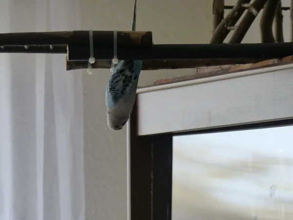 Wellensittich-Bild: Auch eine Art in eine Schaufensterscheibe zu schauen, ob Amy sich da gerade Ihr Spiegelbild in der Scheibe anschaute kann ich nicht genau sagen. Nur das sie öffter mal solche akrobatischen Aktionen drauf hat. :-)