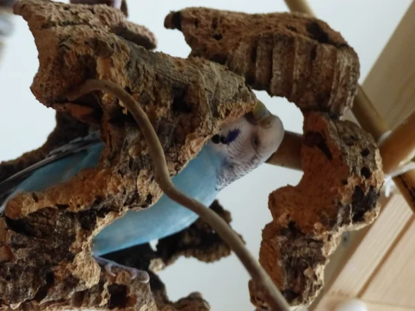Wellensittich-Bild: Auch bei Amy sieht man manchmal das die Vögel direkte Nachfahren der Dinosaurier sind. Amy ist klein, wendig und flink wie ein Raptor Saurier. Ganz behende hat sie die Korkröhre in kürzester Zeit überwältigt und vernichtet.