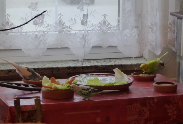 Wellensittich-Bild: Der federlose Typ hat mal wieder das Buffet auf dem Beistelltisch hergerichtet weil es mal wieder Zeit zur Käfigreinigung war. Das nennt er dann Picknick im Freien. :-)