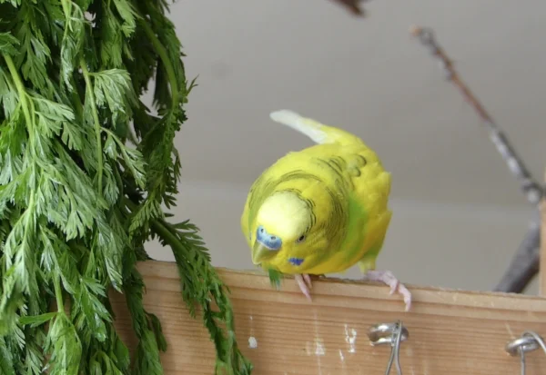 Wellensittich-Bild: Hier ist Miro wie er das Möhrengrün beaufsichtigt hat, muß ja auch alles seine Ordnung haben und seinen geregelten Gang gehen.
Am 22.4.2019 ist er all unseren Vorrausgeflogenen gefolgt und beaufsichtigt dort das Möhrengrün.
Machs gut mein kleiner Freund, Deine lieben Wilden und Dein federloser Typ vermissen Dich.
