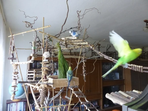 Wellensittich-Bild: Juri und Roxi haben sich schon im Wellibaum eingefunden und Achim fliegt schnell noch eine Runde um es den Anderen kund zu tun das frisches Wiesengrün eingetroffen ist.