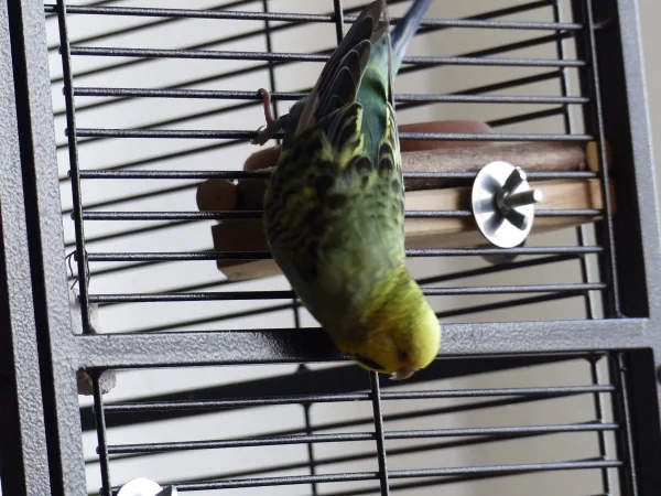 Wellensittich-Bild: Wenn Roxi zum Badevergnügen schreitet dann klettert sie auch schon mal Kopfüber am Gitter runter.