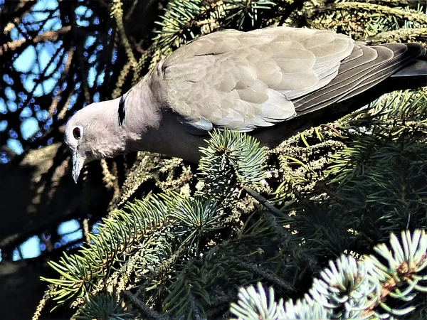 Wellensittich-Bild: Ein Türkentauben Pärchen hat in der hohen Tanne bei uns hinter dem Haus ihr Nest gebaut.