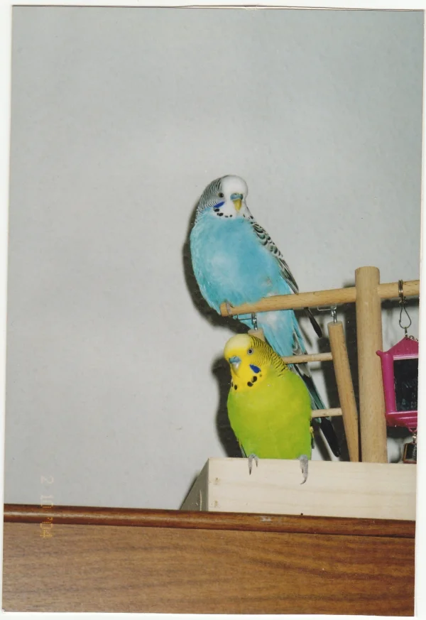 Wellensittich-Bild: Zwei meiner ehemaligen,oben Klettermax und unten Sammy.