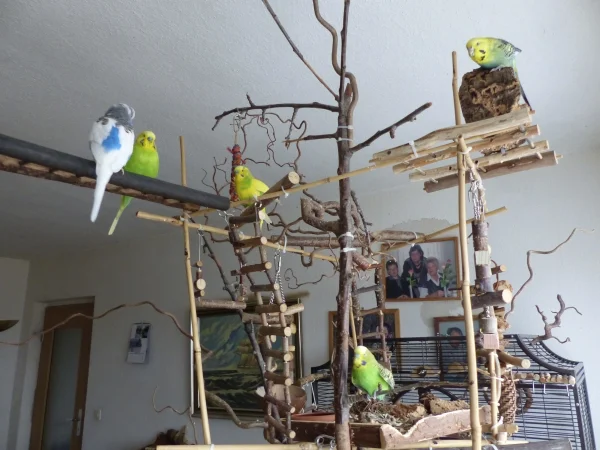 Wellensittich-Bild: Gesammte Mannschaft zur Lagebesprechung im Baum angetreten,na mal sehen was Käpten Juri wichtiges zu verkünden hat.:-)