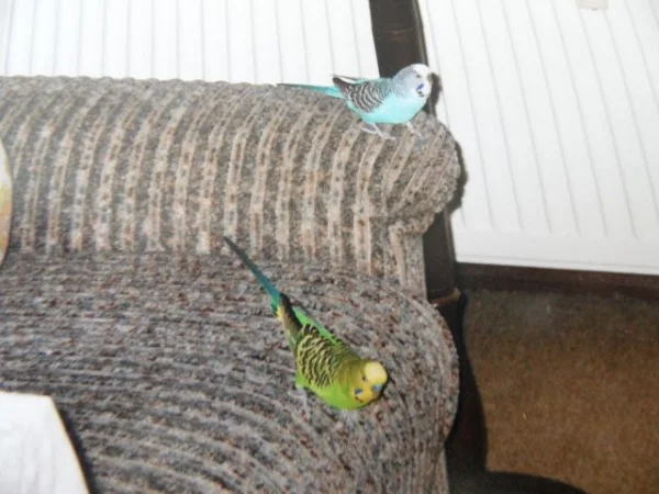 Wellensittich-Bild: Sammy (2003-2009)mit seinem ersten Kumpel Klettermax(2004-2005).Klettermax, sein Name war seine Lebensmaxime ,er war ein leidenschaftlicher Kletterer.
