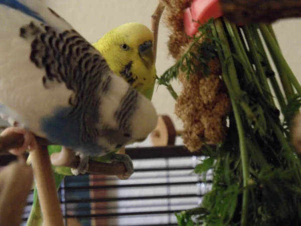 Wellensittich-Bild: Hey Achim, das sieht aber lecker aus.
Ja Juri und das schmeckt auch so.