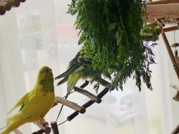 Wellensittich-Bild: Endlich hat der Miro seine Scheu besiegt und die Neugier hat gesiegt, jedenfalls ist zum Möhrengrün spaziert und wartet höflich bis die Roxi platz macht. Schön das der kleine Mann sich das endlich getraut hat, ich bin jedenfalls richtig Stolz auf ihn.
