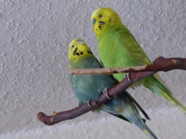 Wellensittich-Bild: Wenn Roxi und Achim auch mal gerne mit anderen Wellis des Schwarms rumflirten, so kommen sie trotzdem immer wieder zusammen.;-)