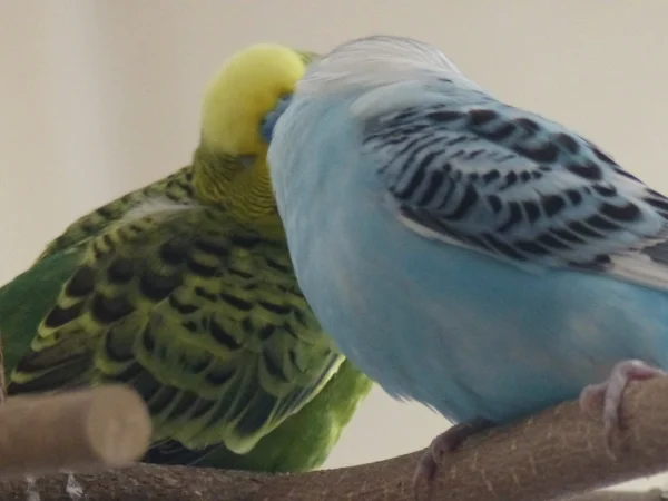 Wellensittich-Bild: Naja ein Pärchen sind Amy und Jacob ja eigentlich schon länger.
Sie flirten ja schon länger mit einander rum, aber heute habe ich sie beim kraulen erwischt.
Hingebungsvoll hat Amy dem Jacob gekrault und er hat es sichtlich genossen. 
