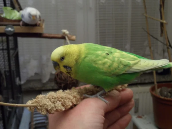Wellensittich-Bild: Und Rudi macht sich zum Anflug bereit.