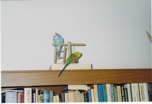 Wellensittich-Bild: Sammy und Klettermax,