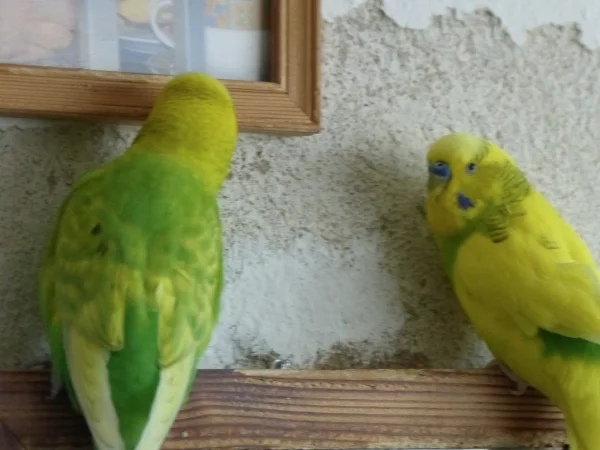 Wellensittich-Bild: Schön das Miro immer mehr aufblüht und richtig Anschluß an die anderen Mitglieder meiner lieben Wilden gefunden hat.  Ich habe ja auch nichts dagegen das die Anderen dem Miro helfen und vieles beibringen. Aber so langsam reicht es, nun zeigt Achim ihm doch tatsächlich wie man auf dem Bilderrahmen sitzt und die Tapete schredert, zum Glück ist an der Stelle keine mehr, nur Dummheiten im Schädel die kleinen Strolche. ;-)