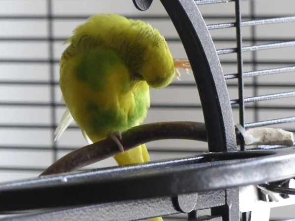 Wellensittich-Bild: Erst mal schauen ob alles in Ordnung ist und sitzt, dann kann es los gehen,raus in die wilde weite Welt des Wohnzimmers :-) .