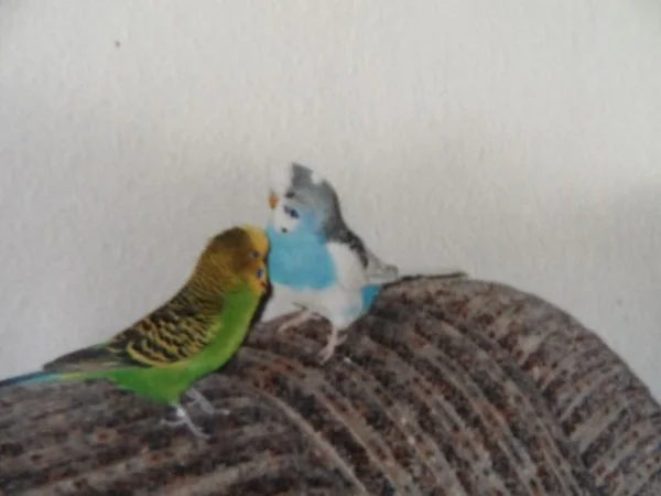 Wellensittich-Bild: Sammy (2003-2009)mit seinem zweiten Kumpel Theo(2005-2008)
Theo der Abenteurer ,es gab nichts was er nicht erforscht hat ,vor ihm war nichts Sicher.