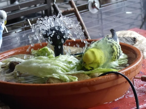 Wellensittich-Bild: Dann braucht sie die ganze Wellidusche für sich und kein anderer Welli hat Platz im Pool und selbst dem frechen Juri bleibt nur die Zuschauerrolle. ;-)