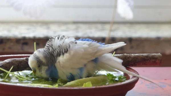 Wellensittich-Bild: Na endlich hat Juri entdeckt das man aus dieser großen Schale nicht nur trinken sondern auch drin baden kann. Sonst badet er ja nur wenn das Wasser in der Wellidusche plätschert.