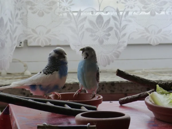 Wellensittich-Bild: Das brauchen die Beiden scheinbar so, sonst sind sie nicht Glücklich. :-)
Amy ist halt eine sehr selbstbewußte Henne und der Juri gibt eh nie klein bei, auch nicht bei Hennen egal ob sie recht haben oder nicht er muß das letzte Wort haben.