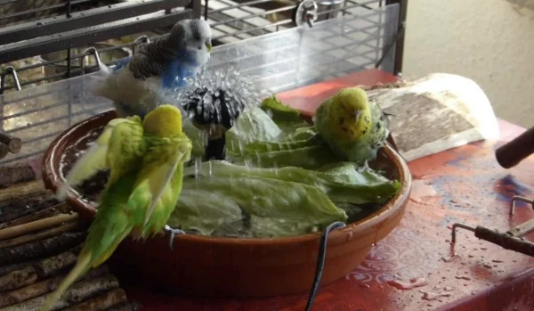 Wellensittich-Bild: Hoch geht es her wenn hier gebadet und geduscht wird, dann wird geplanscht bis die Federn so nass sind das man kaum noch fliegen kann. :-)