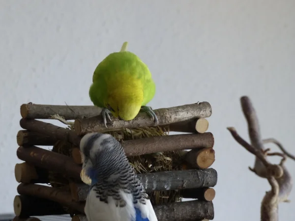 Wellensittich-Bild: Juri und Achim haben mal wieder, wie so oft, wichtiges zu beraten.