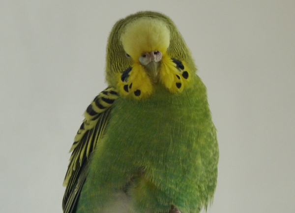 PHPSESSID