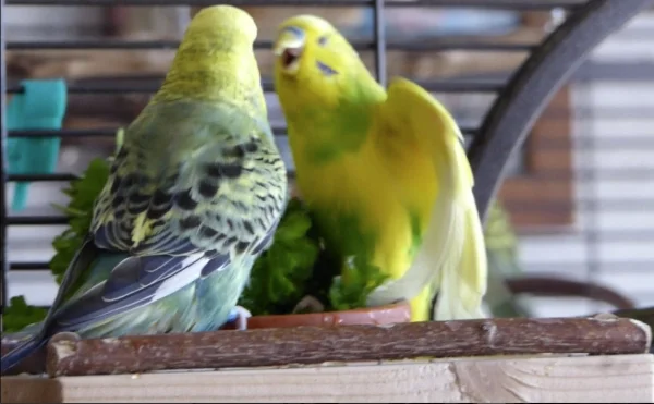 Wellensittich-Bild: Als Roxi mal wieder zu viel Platz im Petersiliebad für sich in Anspruch genommen hatte und dem Miro in den Flügel gezwickt hat, da hat der Miro ihr kräftig bescheid gegeben und gezeigt das er sich so was nicht gefallen läßt. Tja bei Petersilie vergißt der Miro das die Hennen das sagen haben, da sagt er klip und klar was er von so was hält.