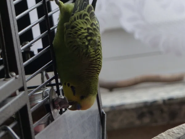 Wellensittich-Bild: Noch nie einen Welli gesehen der an einem Gitter runter klettert, ich mache das immer so. Na und überhaupt klettere ich gerne umher.