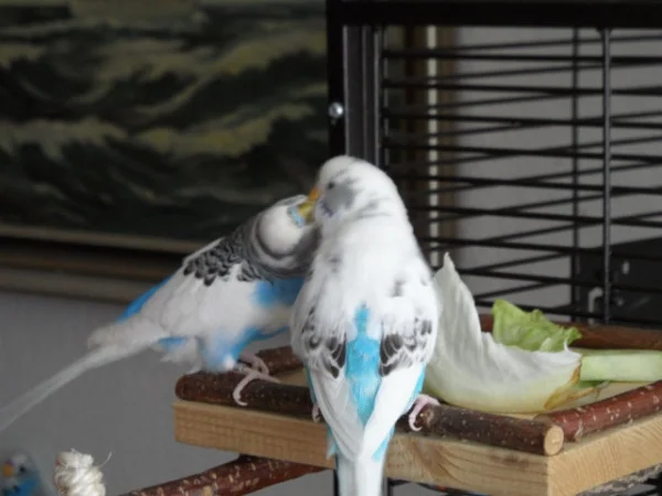 Wellensittich-Bild: Zeig mal her Rudi ,ob das durchgekaute besser schmeckt ?