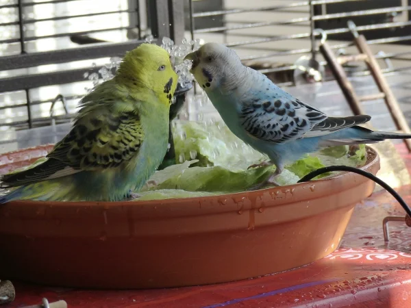 Wellensittich-Bild: Ist ja auch kein Platz in der Wellidusche wenn zwei Hennen die wie Amy und Roxi sehr intensiv planschen sich ins Gehege kommen.