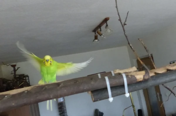 Wellensittich-Bild: Pilot an Wellibaum, bitte um Landeerlaubnis, ach quarsch ich lande lieber gleich bevor da einer antwortet fallen mir vom fliegen noch die Flügel ab. :-)