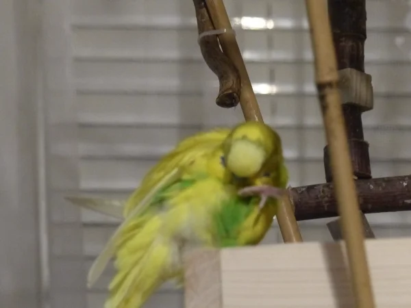 Wellensittich-Bild: Nur in einem sauberen Welli wohnt auch eine saubere Seele, sagt sich Miro und macht deshalb jeden Tag gründliche Gefiederpflege. :-)