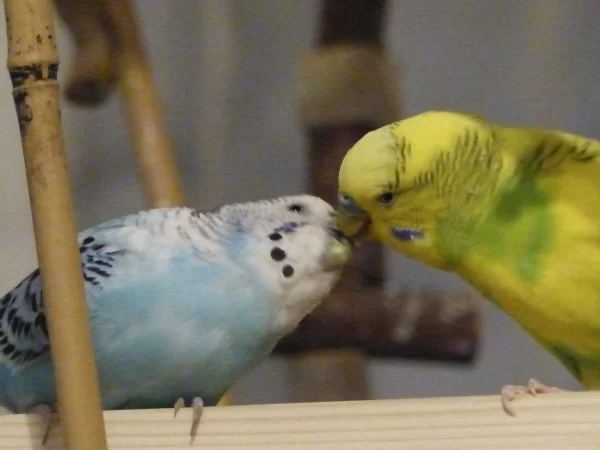 Wellensittich-Bild: Ja zwischen den Beiden haut es noch so richtig hin da wird gekrault und gefüttert und geflirtet, nur was mir aufgefallen ist ich habe noch nie gesehen das sie ihm gekrault hat.
Na egal wenn sie es so mögen soll es halt so sein.