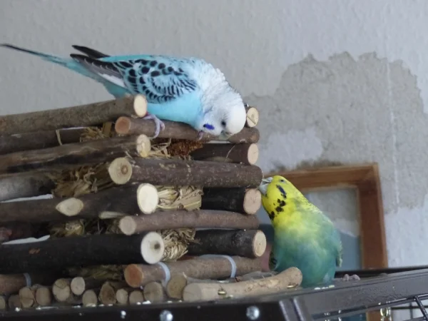 Wellensittich-Bild: Na ob das gut geht mit den beiden Mädels, denn sie schreddern ja beide  gerne und auf der Heuraufe ist nicht genug Platz für Zwei, jedenfalls nicht für diese beiden selbstbewußten Schredderladys.