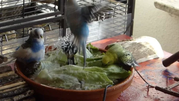 Wellensittich-Bild: In der Wellidusche wird mit Begeisterung gebadet, geplanscht und geduscht. Da gibt es fast immer ein großes gedränge, geschubse und hin und her geflatter. ;-)