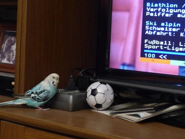 Wellensittich-Bild: Könnte man fast glauben wenn man das Bild sieht, das Amy sich für die Sportnachrichten im Fernsehen interessiert. Aber von wegen, in wirklichkeit wollte sie nur die Fernsehzeitung zerschreddern. ;-)