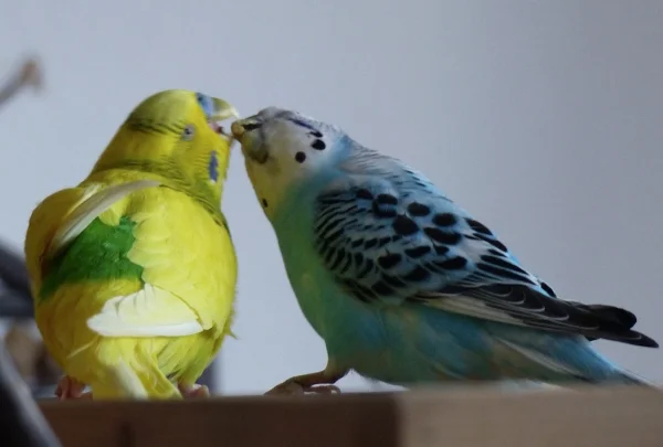 Wellensittich-Bild: Ja bei diesem Bild bedarf es nicht vieler Worte, Liebe ist .. wenn man das Essen mit jemanden teilt. Schön zusehen wie das Körnchen von einem Schnabel in den anderen wechselt. :-)