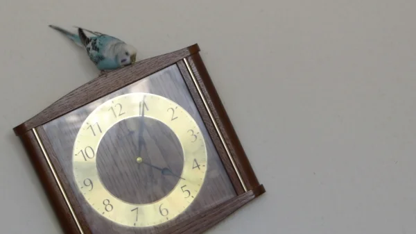 Wellensittich-Bild: Eine Kuckucksuhr haben viele aber wer hat schon eine Welli-Uhr.