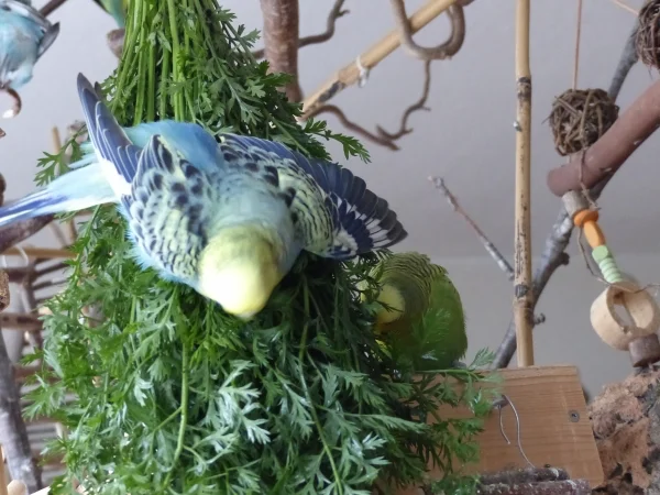 Wellensittich-Bild: Meine Hennen Roxi und Amy baden ja immer gerne im Möhrengrün, hier zeigt gerade Roxi ihre Kür.
Jacob ist Juror und vergibt die Haltungsnoten. :-)