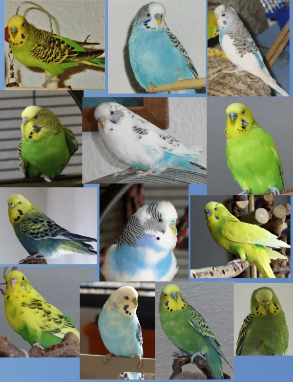 Wellensittich-Bild: Da ich ja die Wellihaltung aufgeben mußte und nach dem ich meine letzten 6 lieben Wilden in liebevolle Hände abgegeben hatte. Habe ich jetzt eine Collage mit allen 13 Wellis die jemals bei mir rumgeflattert sind zusammen gestellt. Oben links mein erster der Sammy, dann kam der oben in blaue Klettermax dazu und nachdem der Klettermax ins Regenbogenland geflattert ist kam der Theo, oben rechts dazu. Dann kam Susi und nach Sammys ableben der Rudi. Dann stockte ich mit Achim und Juri auf 4 Wellis auf. Nachdem der Rudi von uns gegangen ist kam die Roxi dazu. Als 5. aber nicht als 5. Rad am Wagen kam der Miro zu uns. Dann holte ich die Kylie dazu und die Susi flog ihren letzten großen Flug. Dann flatterte die Amy bei mir reiin und leider verließ mich kurz darauf die Kylie. Die Ducky, unten rechts kam zu Beginn des vergangenen Jahres aus Berlin zu mir und kurz darauf begab sich der Miro auf seinen letzten Weg. Jacob kam dann im Mai zu mir und da waren es wieder sechs. Leider mußte ich dann schweren Herzens aus gesundheitlichen Gründen im November des vergangenen Jahres Achim, Juri, Roxi. Amy, Ducky und Jacob in liebevolle Hände abgeben. So ist diese Collage meine letzte Erinnerung und hängt bei mir über meinen kleinen Schreibtisch und wenn es mal ganz still ist und ich die Augen schließe dann höre ich sie manchmal noch zwitschern ;-).