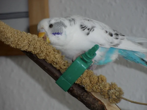 Wellensittich-Bild: Erinnerung an den Boss,Rudi.