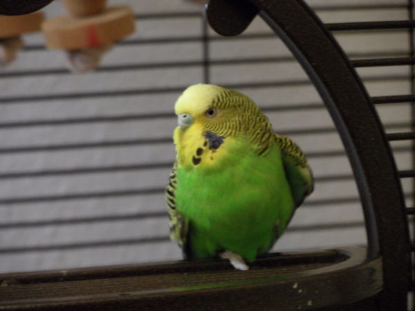 Susi