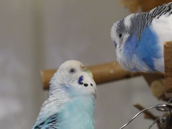 Wellensittich-Bild: Die Beiden sind zwar kein Liebespaar mehr aber mögen tun sie sich trotzdem noch sehr und wenn es um Blödsinn machen geht da halten sie zusammen wie Pech und Schwefel. ;-)