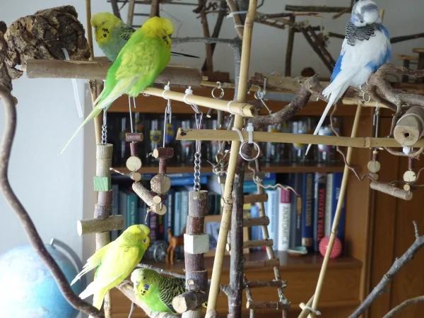 Wellensittich-Bild: Endlich mal ein Gruppenbild von ihnen auf dehnen sie auch alle vernünftig drauf sind :-) .
