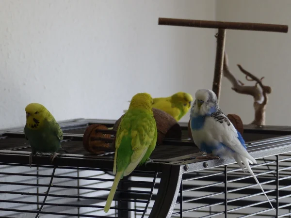 Wellensittich-Bild: Was Achim und Juri da zu bequatschen hatten weiß man nicht,Miro und Roxi scheint es auch nicht zu interessieren :-).