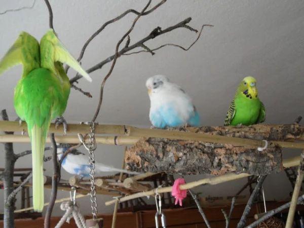 Wellensittich-Bild: Rudi macht sich breit,Susi relaxt,Achim spielt den Engel und Juri quasselt.