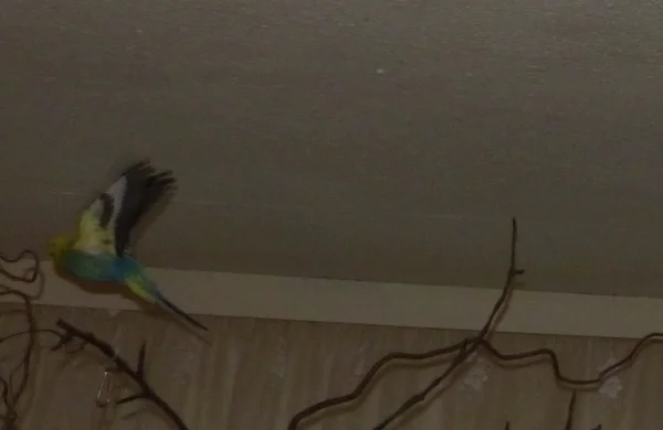 Wellensittich-Bild: Roxi ist auch so eine schnelle Fliegerin,dabei sieht sie im Flug so elegant aus.
Mit Blitzlicht wirkt ihre Gefiederfarbe ganz anders als in Natura.