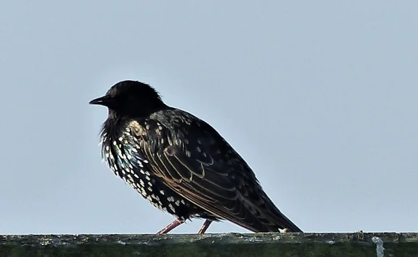 Wellensittich-Bild: Habe keine Lust in den Süden zu fliegen darum will ich hier bei Euch über wintern.