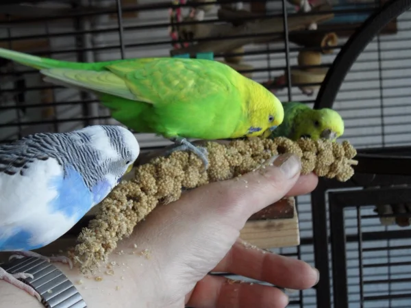 Wellensittich-Bild: Großes gedränge beim Hirsefuttern aus der Hand,nur Susi wartet geduldig bis ich ihr ihre Portion im Käfig serviere,sie ist eben meine Prinzessin.