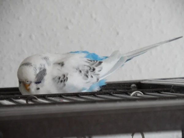 Wellensittich-Bild: Wehe dem ,der mich bei meinem Mittagsschläfchen stört