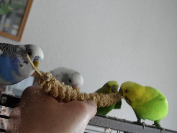 Wellensittich-Bild: Na das schmeckt heute aber wieder lecker